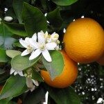 citrus-fruit-150x150-6326582